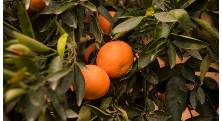 La saison d’oranges est arrivée en Espagne