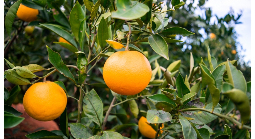 Acheter des oranges et des mandarines d’une qualité unique en ligne