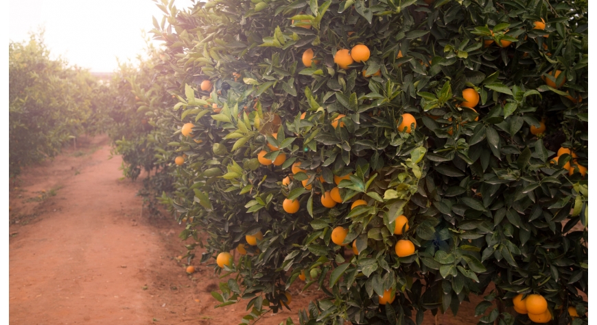Comprar naranjas españolas del productor al consumidor