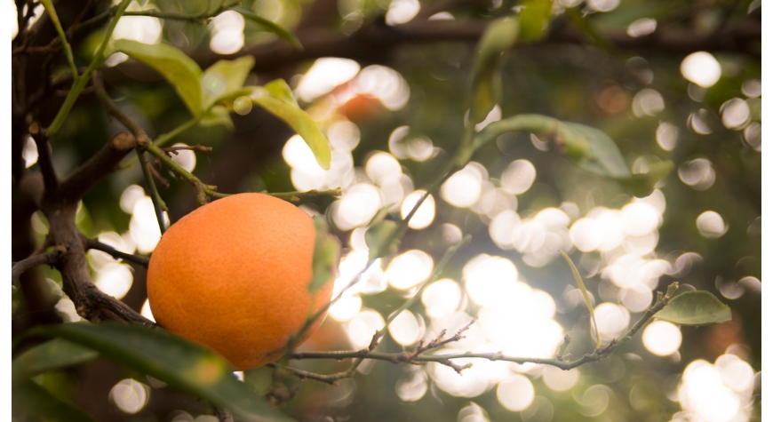 Productor de naranja español: naranjas bio