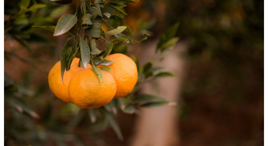 Venta de naranjas de España a Francia