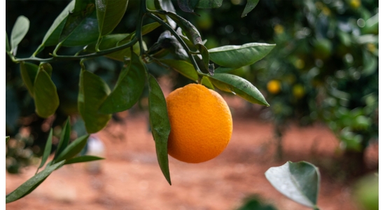 Acheter des oranges et des mandarines espagnoles en France dans un délai de 48 heures