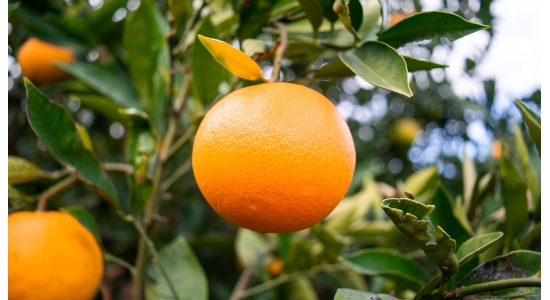 5 ventajas de comprar naranjas online